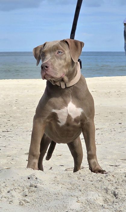 American Bully XL! Kolejne pokolenie po Grand Championach!