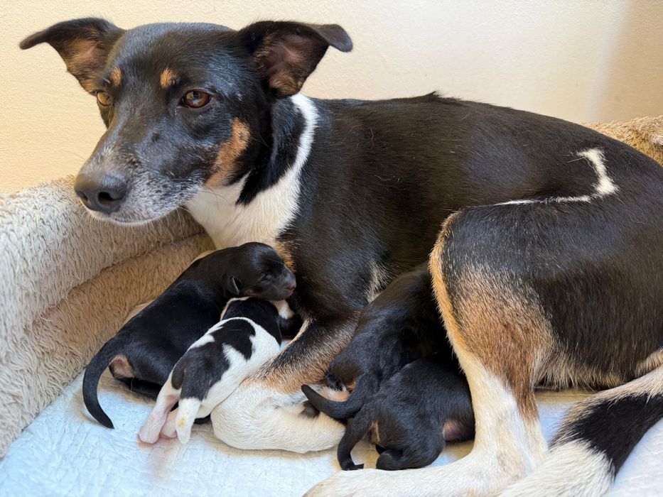 Szczeniaczki do odbioru