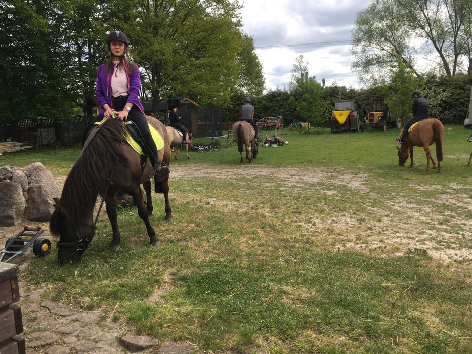 Klacz huculska 10 lat 133 cm