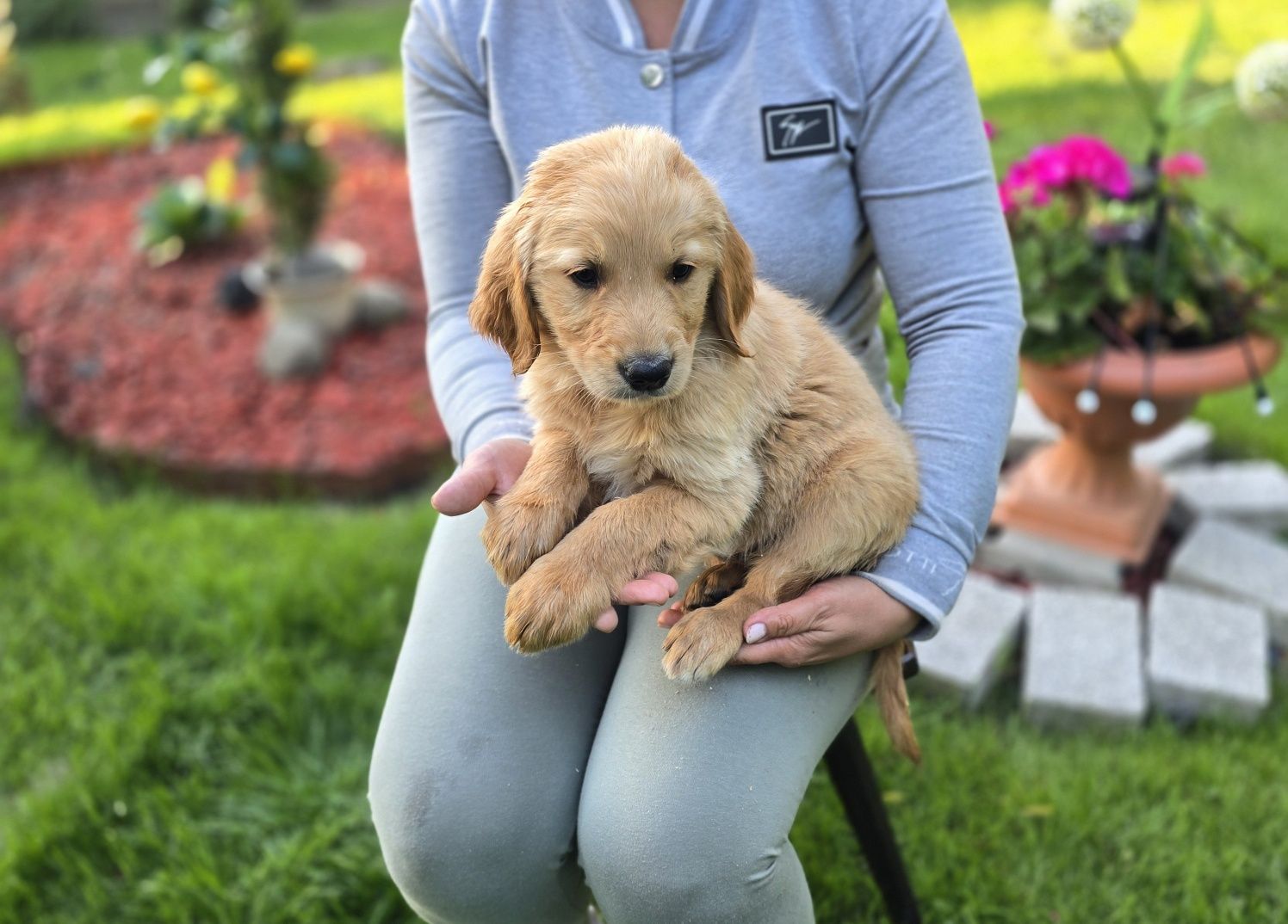 Golden Retriever szczeniak