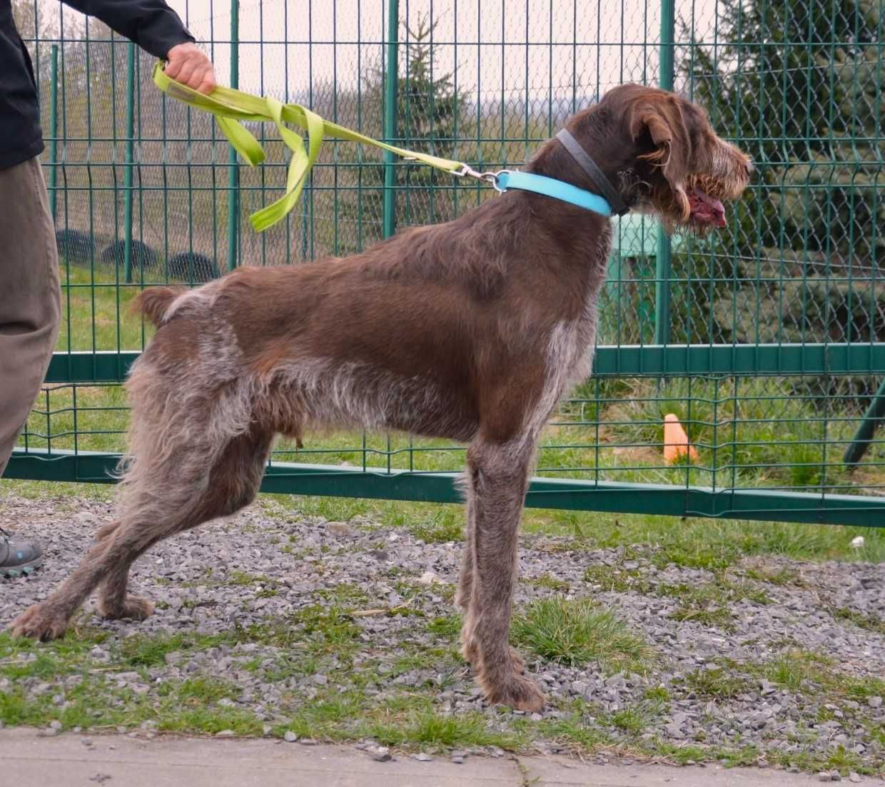 Charlie w typie wyżła szuka fajnego domu !