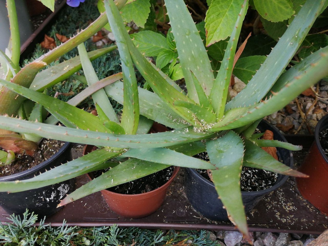 Aloes rośliny, sadzonki