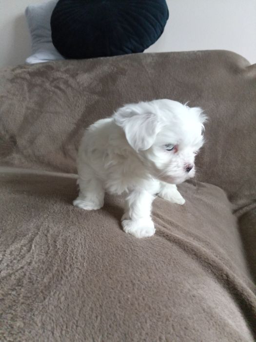 Sprzedam pieska maltańczyka