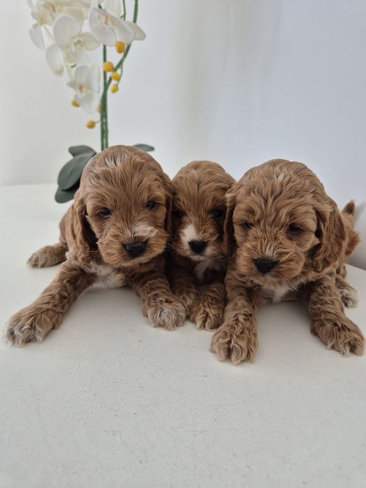 Cockapoo f1 Cocker spaniel - Pudel