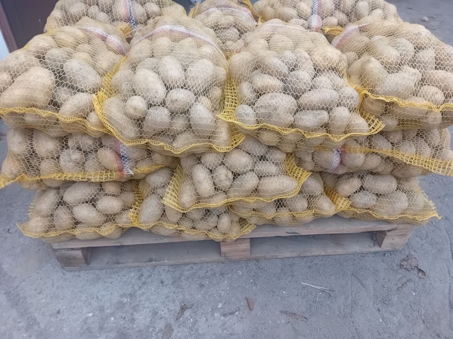 Sprzedam ziemniaki Melodia Catania