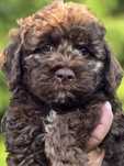 Sunia lagotto romagnolo
