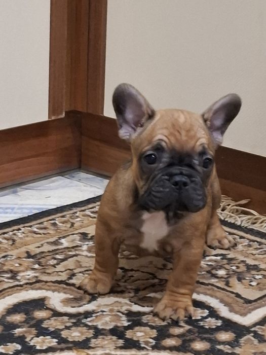 Бомбезні французики