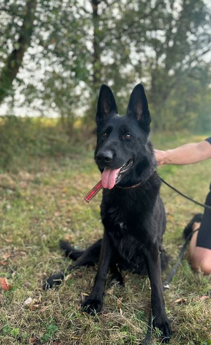 Szachar szuka swojego miejsca na ziemi