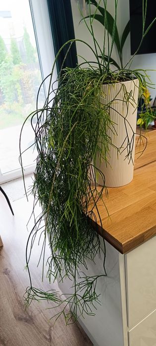 Patyczak (Rhipsalis)