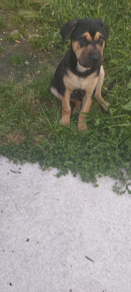 Cães para doar.Macho e fêmea.