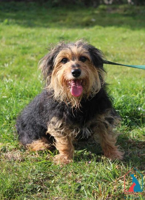 Młoda sunia Wośka szuka domu