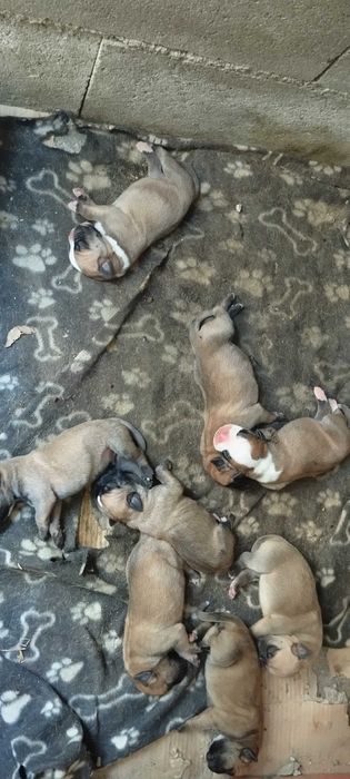 Boxers ,camurça ,