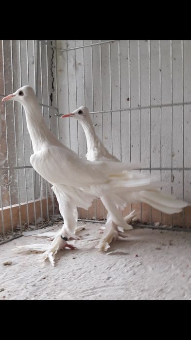 Bociany kostkowe mazowieckie