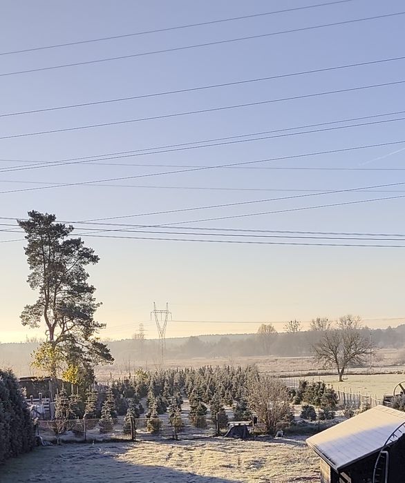 Jodła kaukaska i świerk srebrny choinki prosto z plantacji kopane ciet