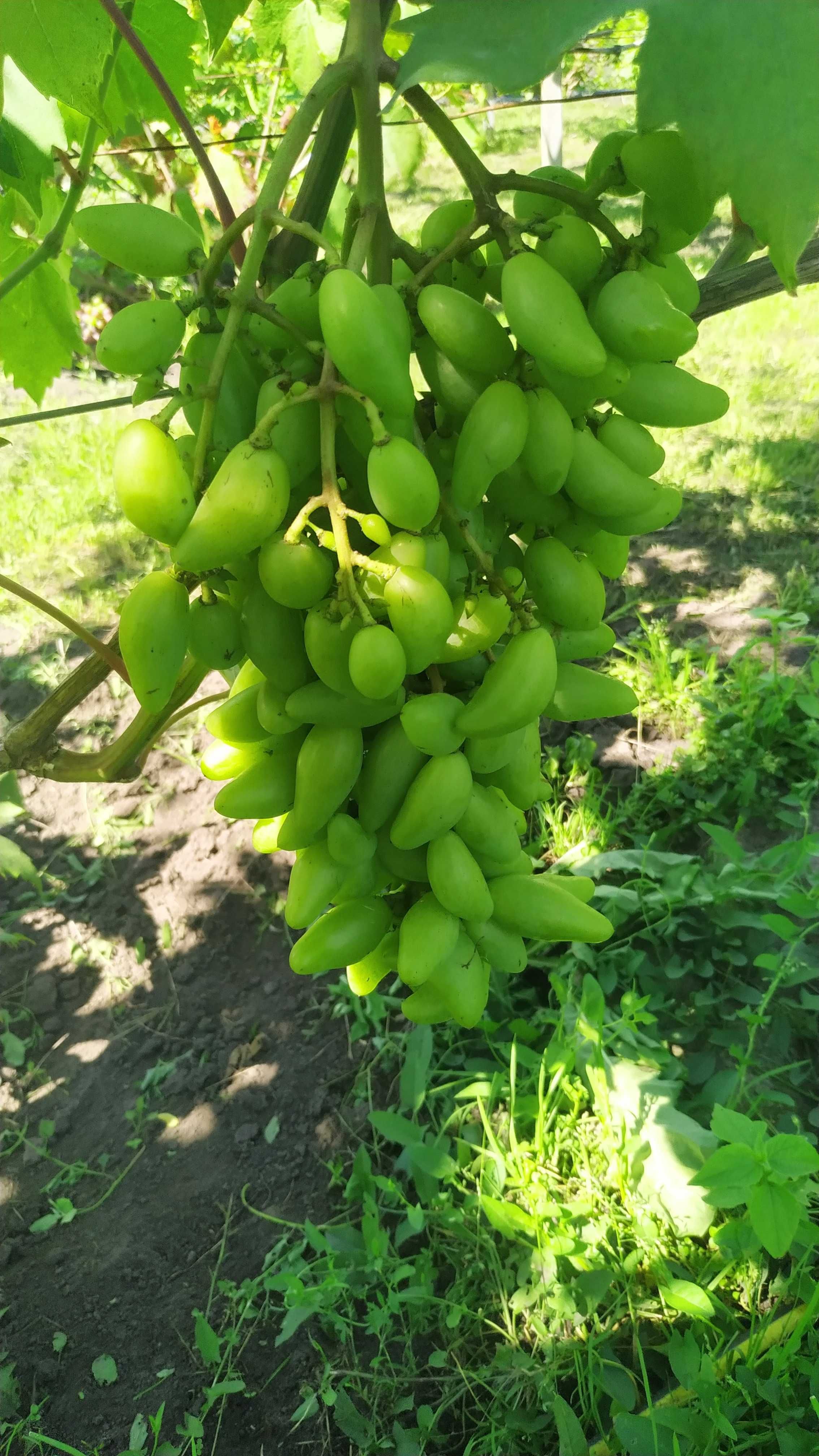 Продам черенки винограду різних сортів