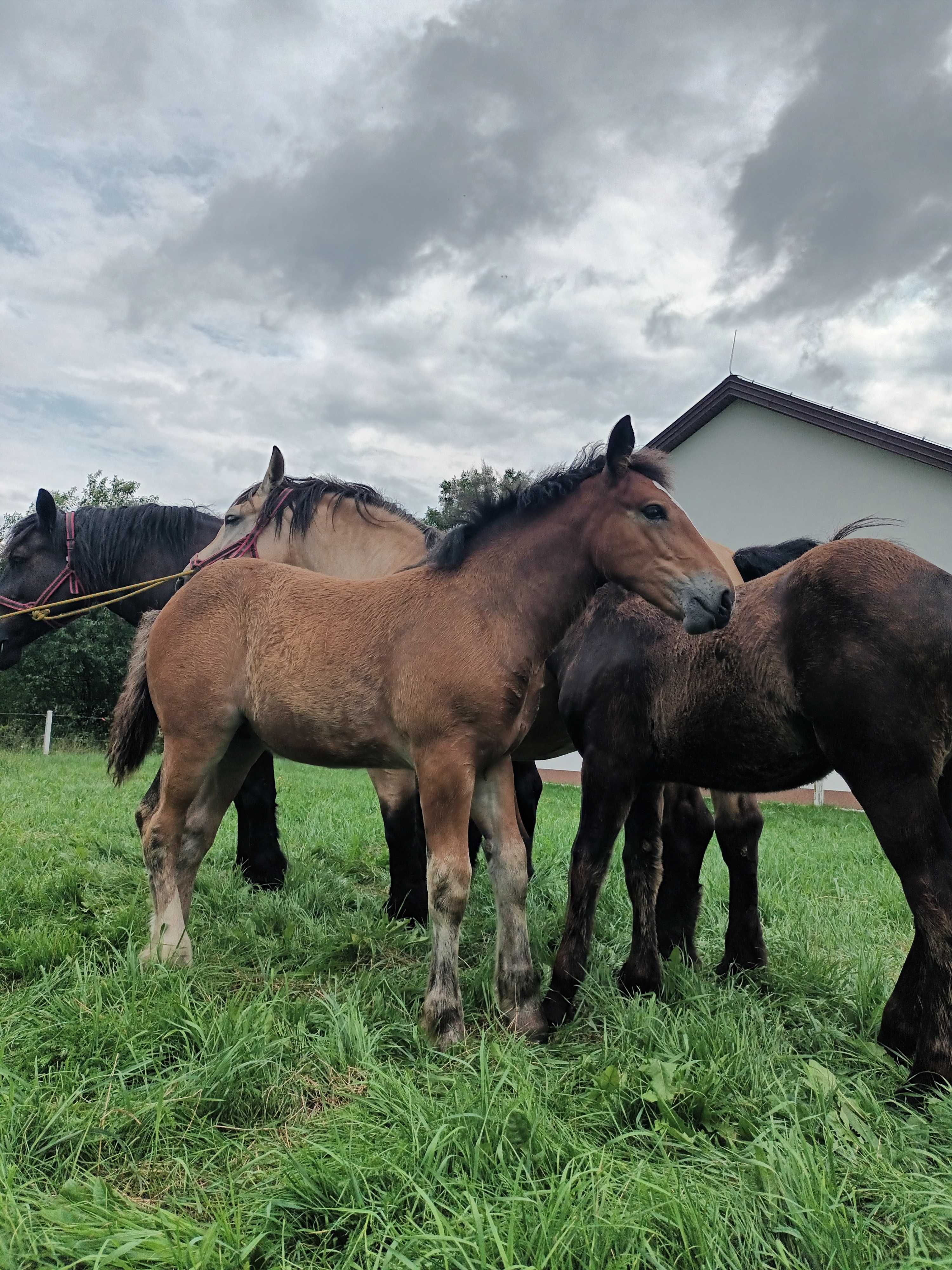 Sprzedam klacz ze źrebicą