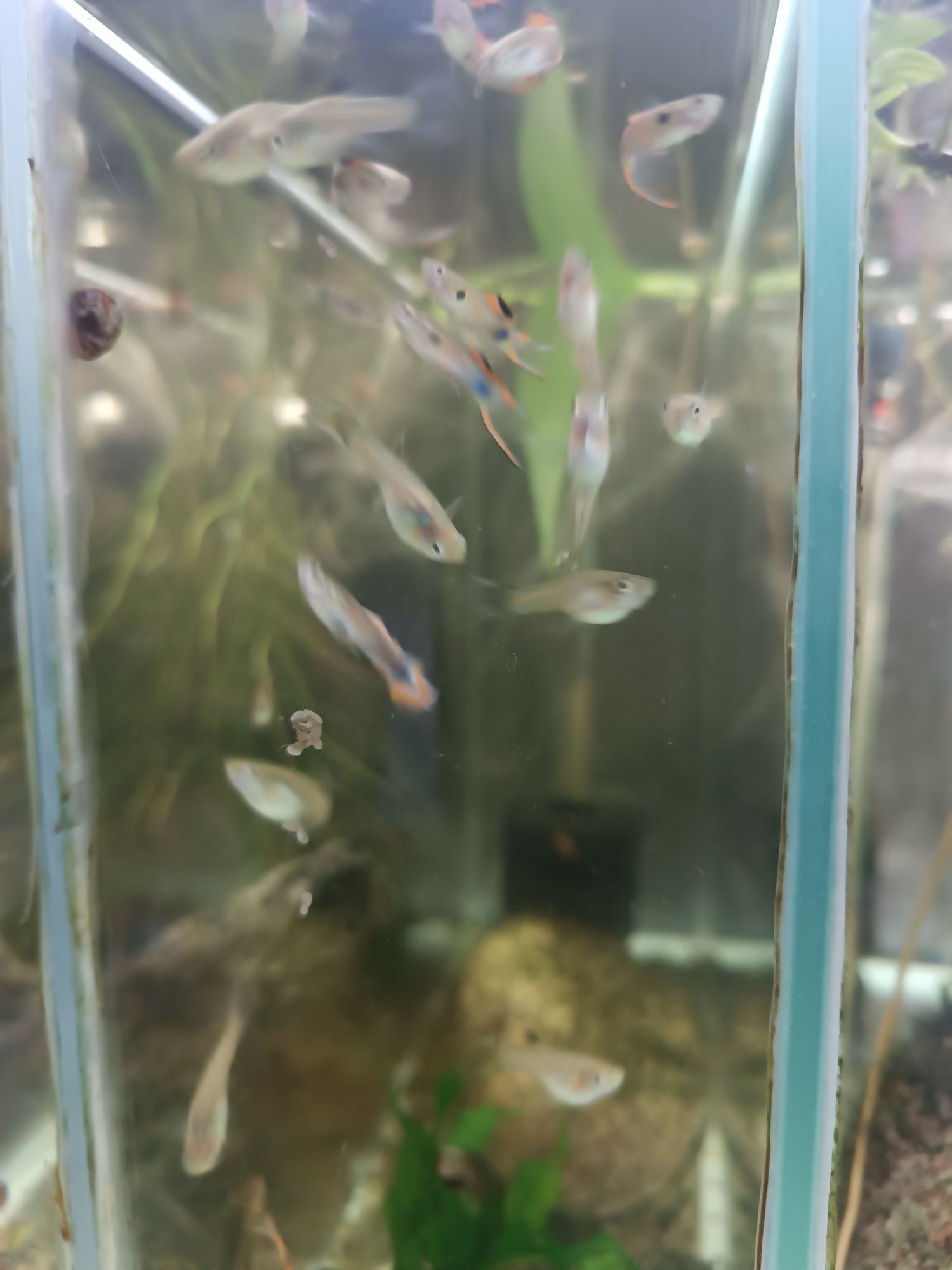Vendo cerca de 40 guppys