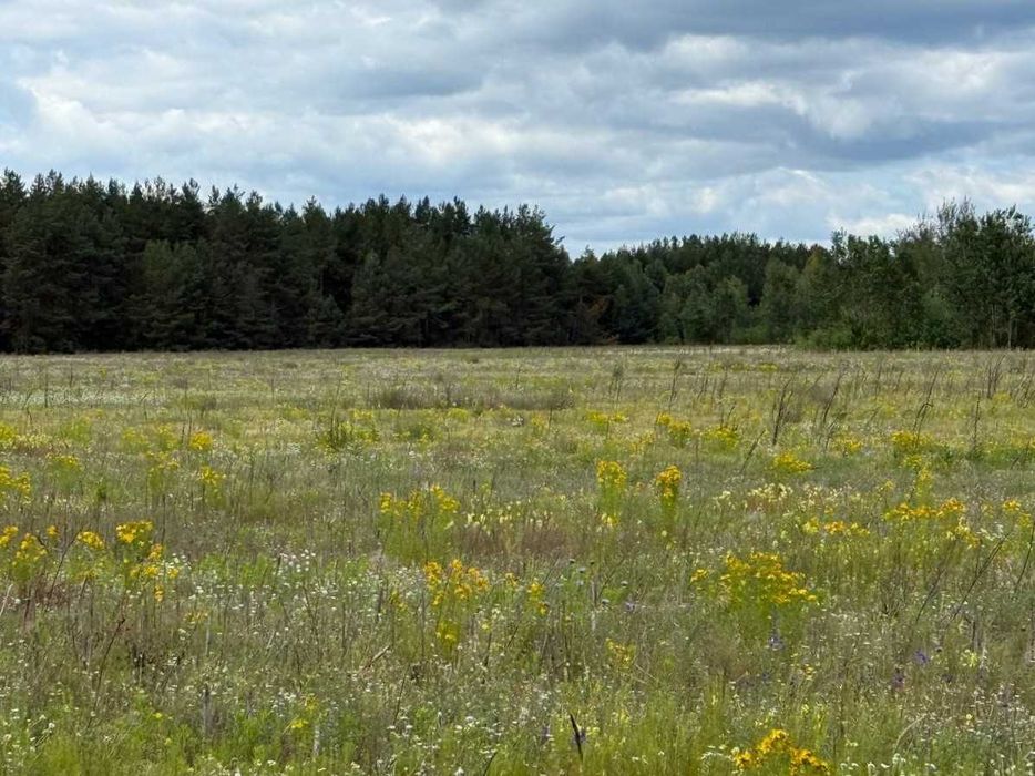 Продаж землі с.Дружня  15 соток, фасад 41м ID-302