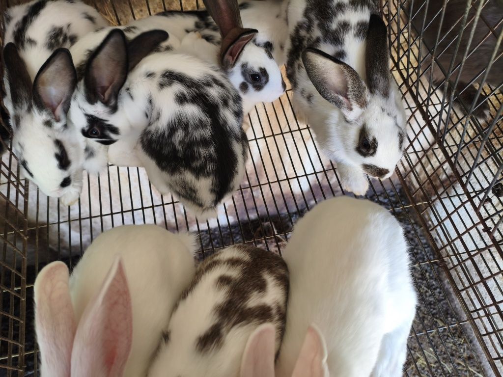 Vendo    coelhos