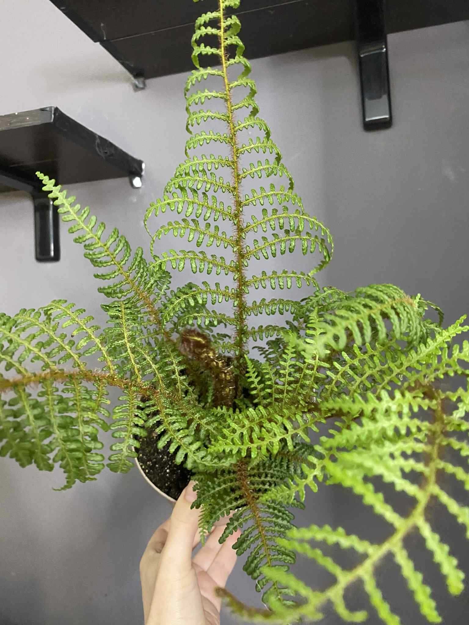 Деревовидна папороть Циатея 
Cyathea Tomentossisma