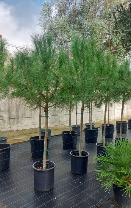 Lote 5 pinheiros mansos 1.70/1.90