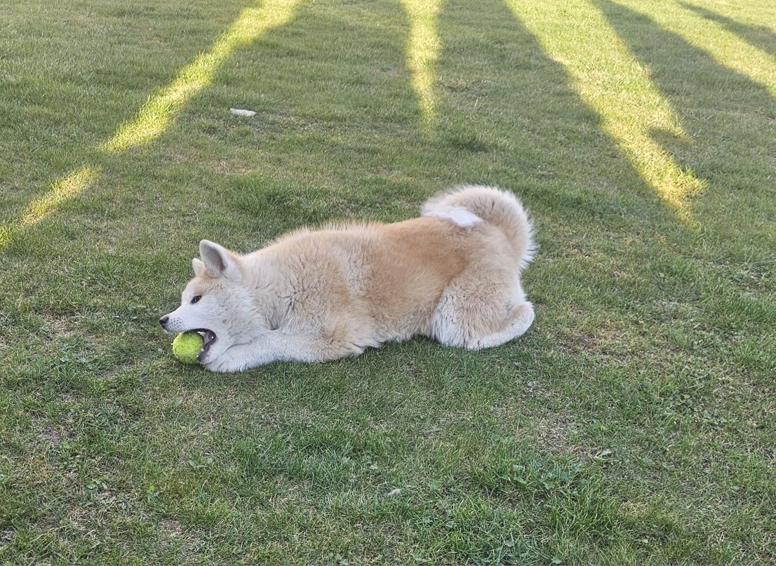 Akita Inu Czerwona