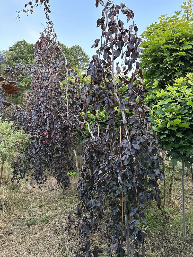 Buk Fagus sylvatica 'Purple Fountain' 400cm