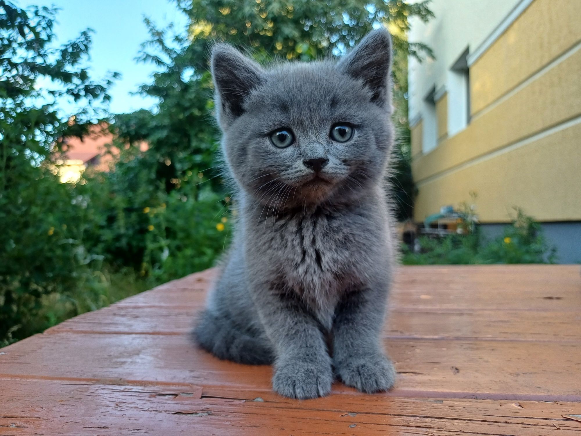 Котята британсы/кошенята британці