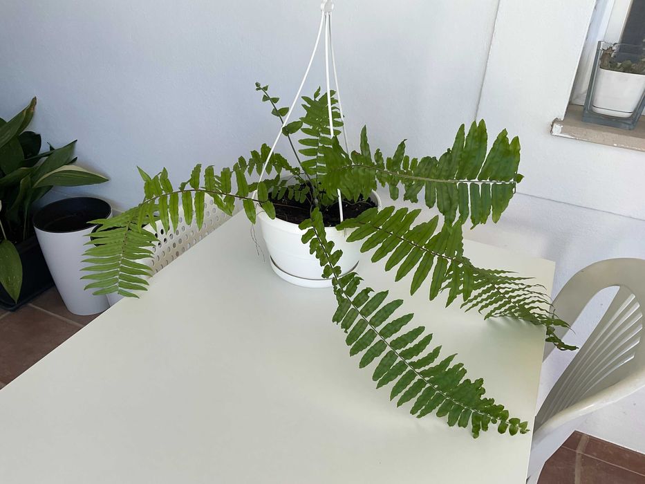 Planta natural Samambaia