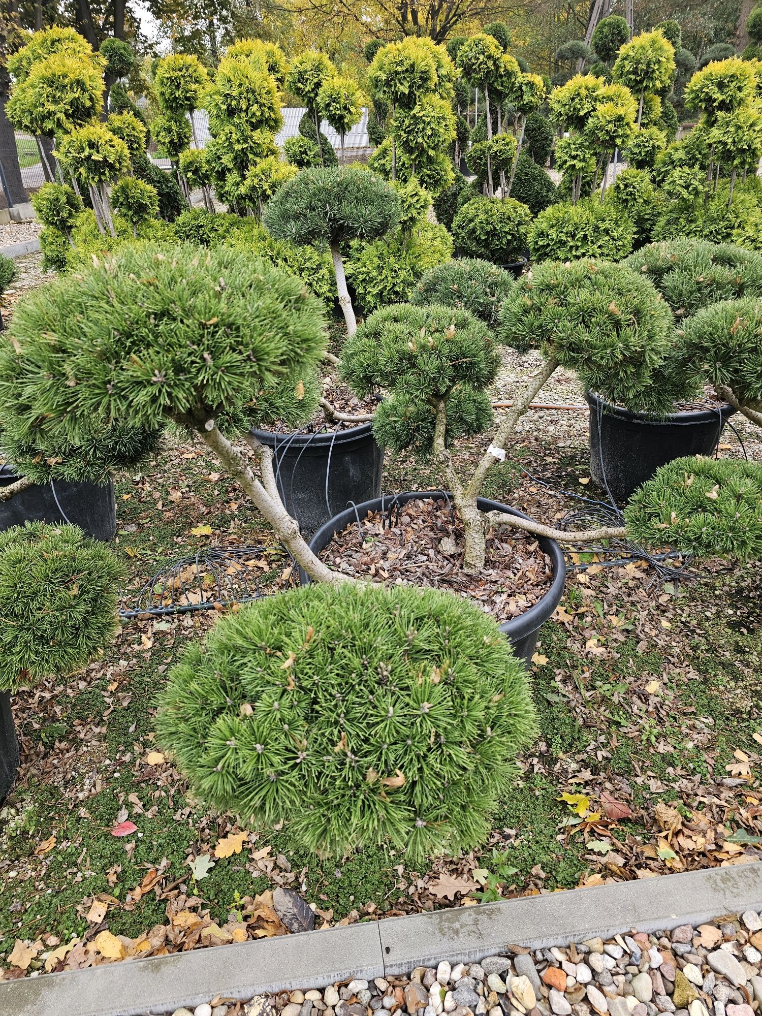 Sosna kosodrzewina Bonsai, Niwaki
