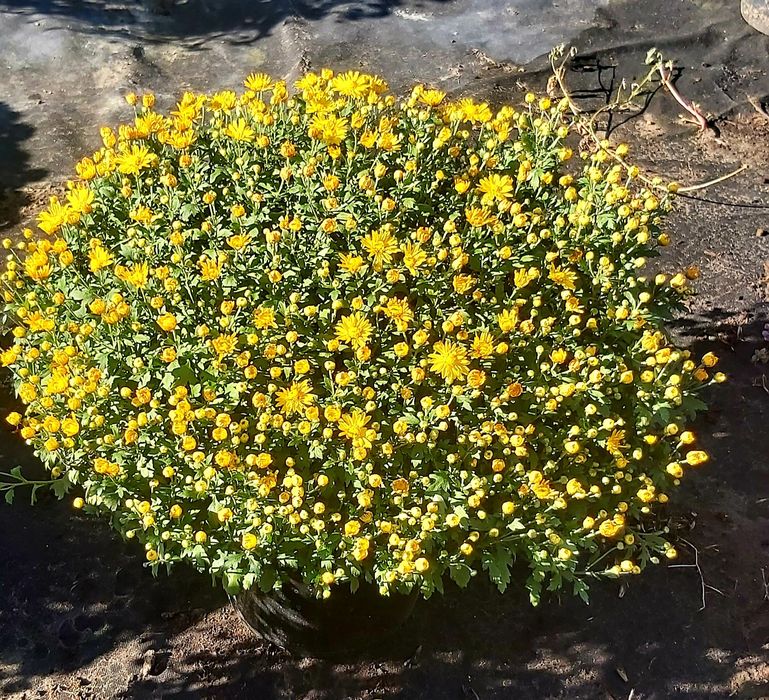 Хризантема мультифлора