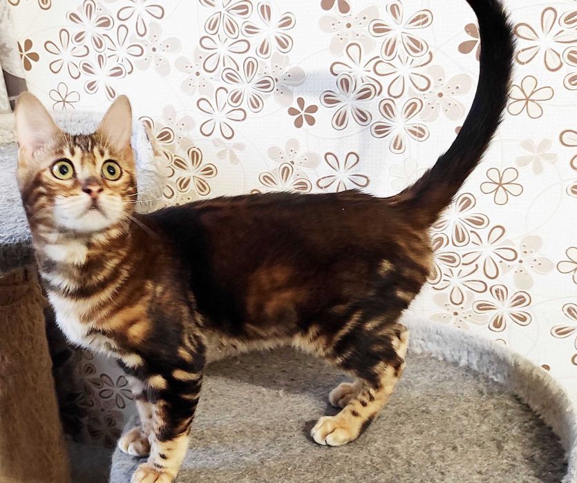 Мармурове бенгальське кошеня, бенгал