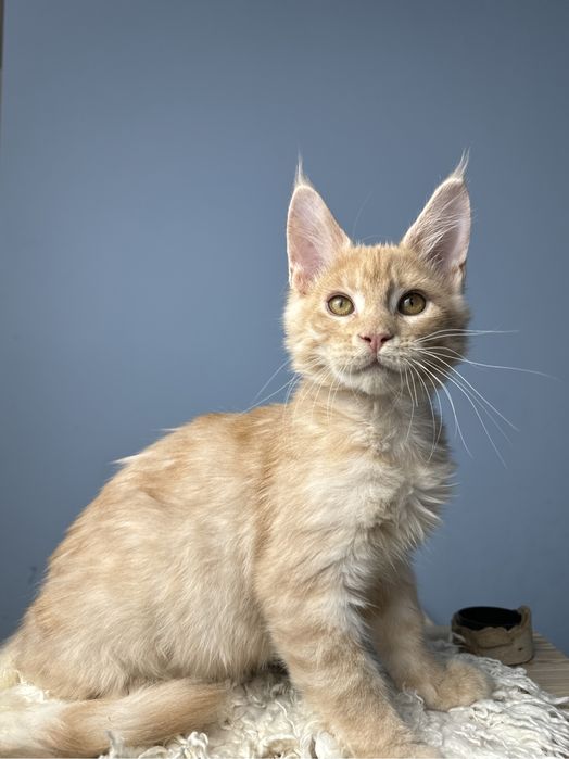 Безумно ласковый мальчик котенок мейн кун в  нарядном окрасе