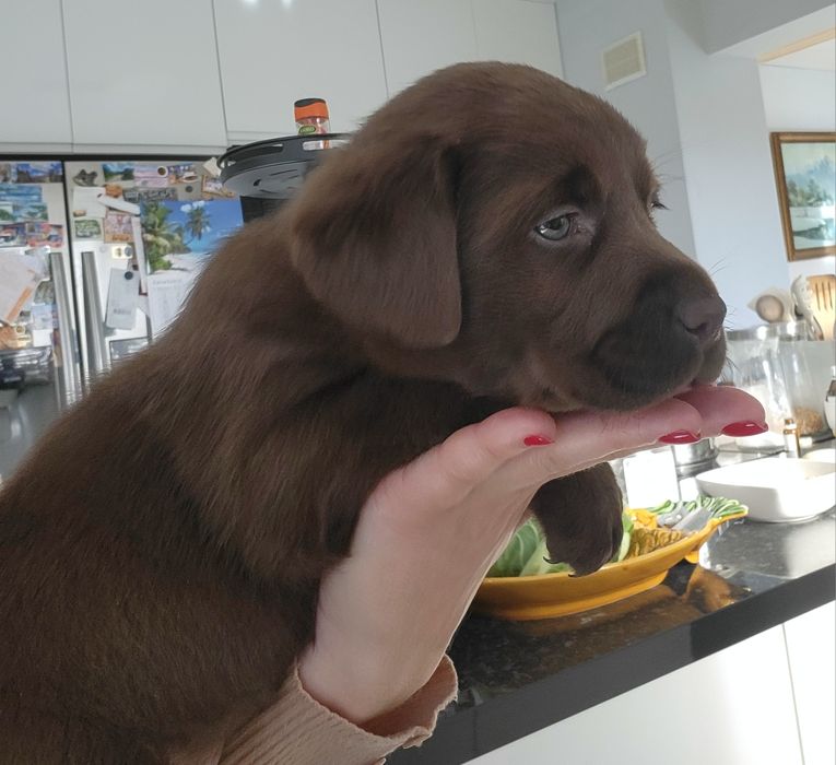 Labrador Czekoladowy Suczka Gotowa do odbioru