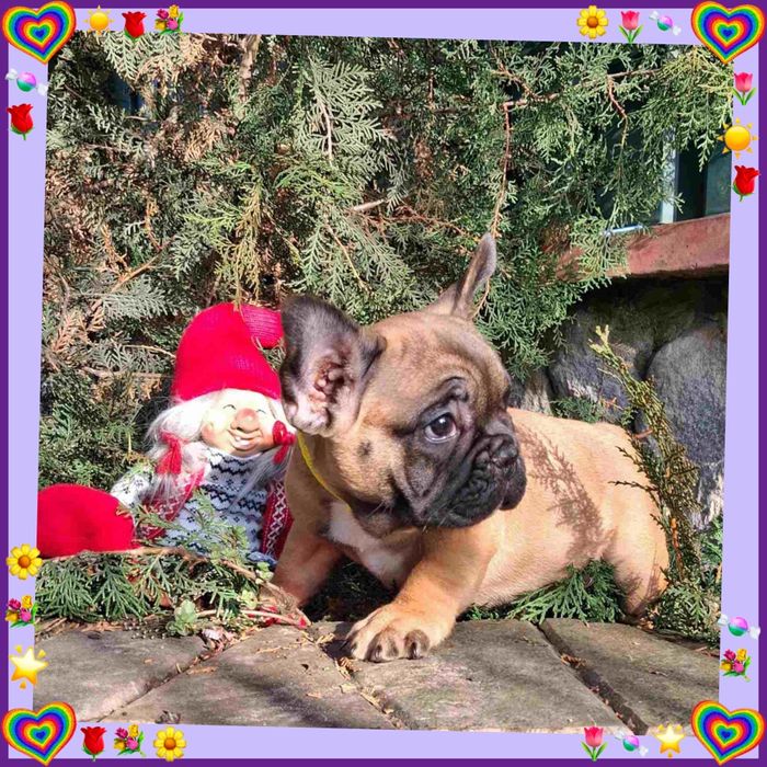 Найкращий  цуцик