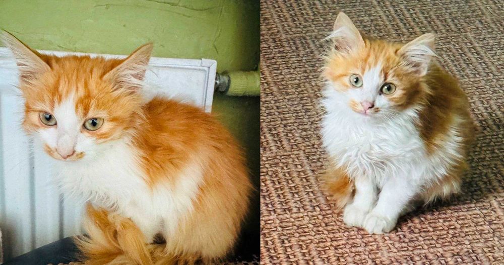 Віддамо гарних котят