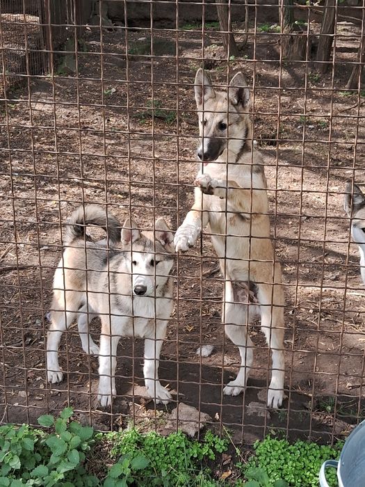 Цуценята західно-сибірської лайки щенки западно-сибирской лайки