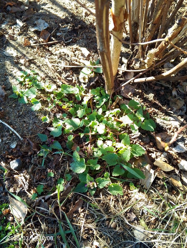 Jasnota purpurowa
