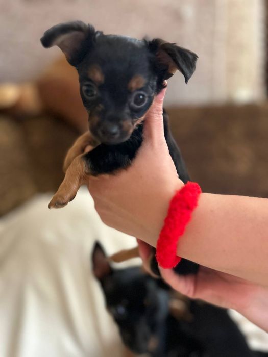 Продам породистих собачок.