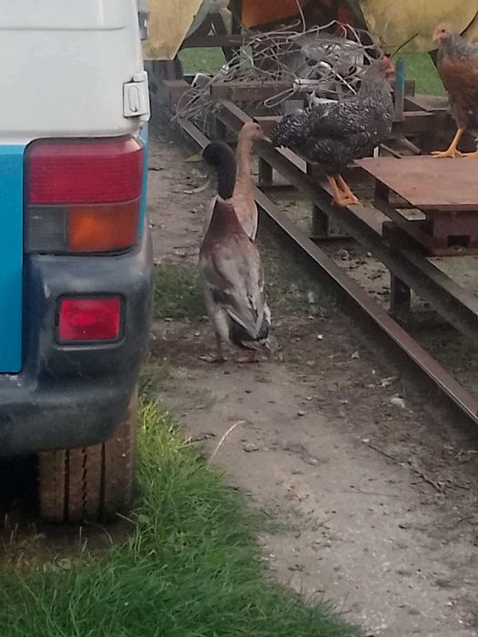 Kaczki bieguski indyjskie