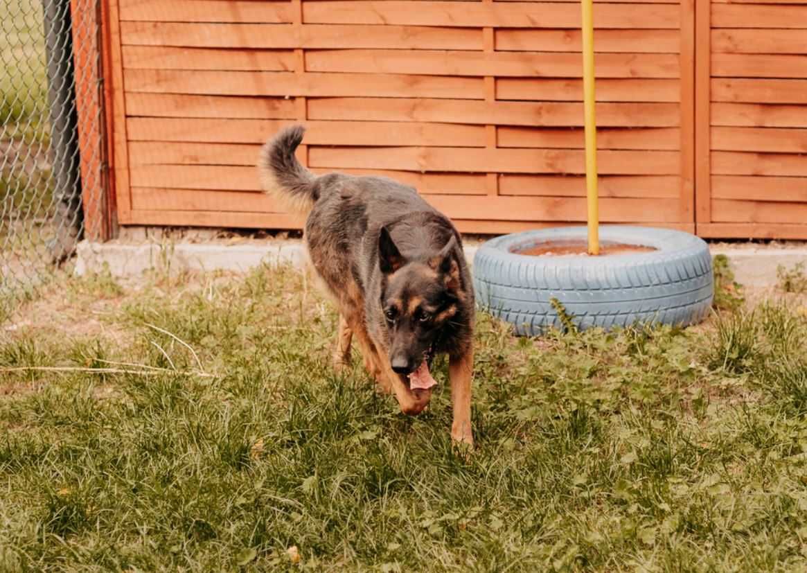 Nixi - specjalistka do spraw spacerów poleca się do adopcji!!!