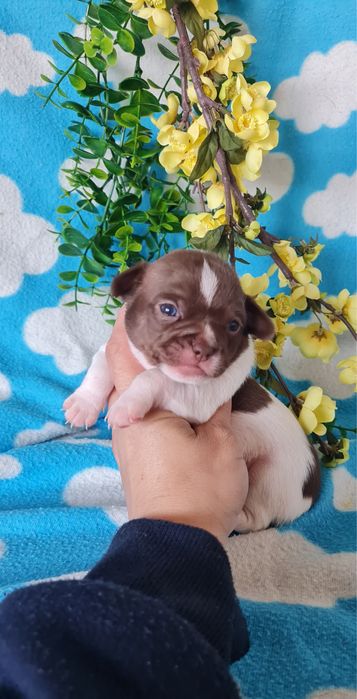 Excelente miniChocolate Chihuahua/Chiuaua de Qualidade, Linhagem Russa