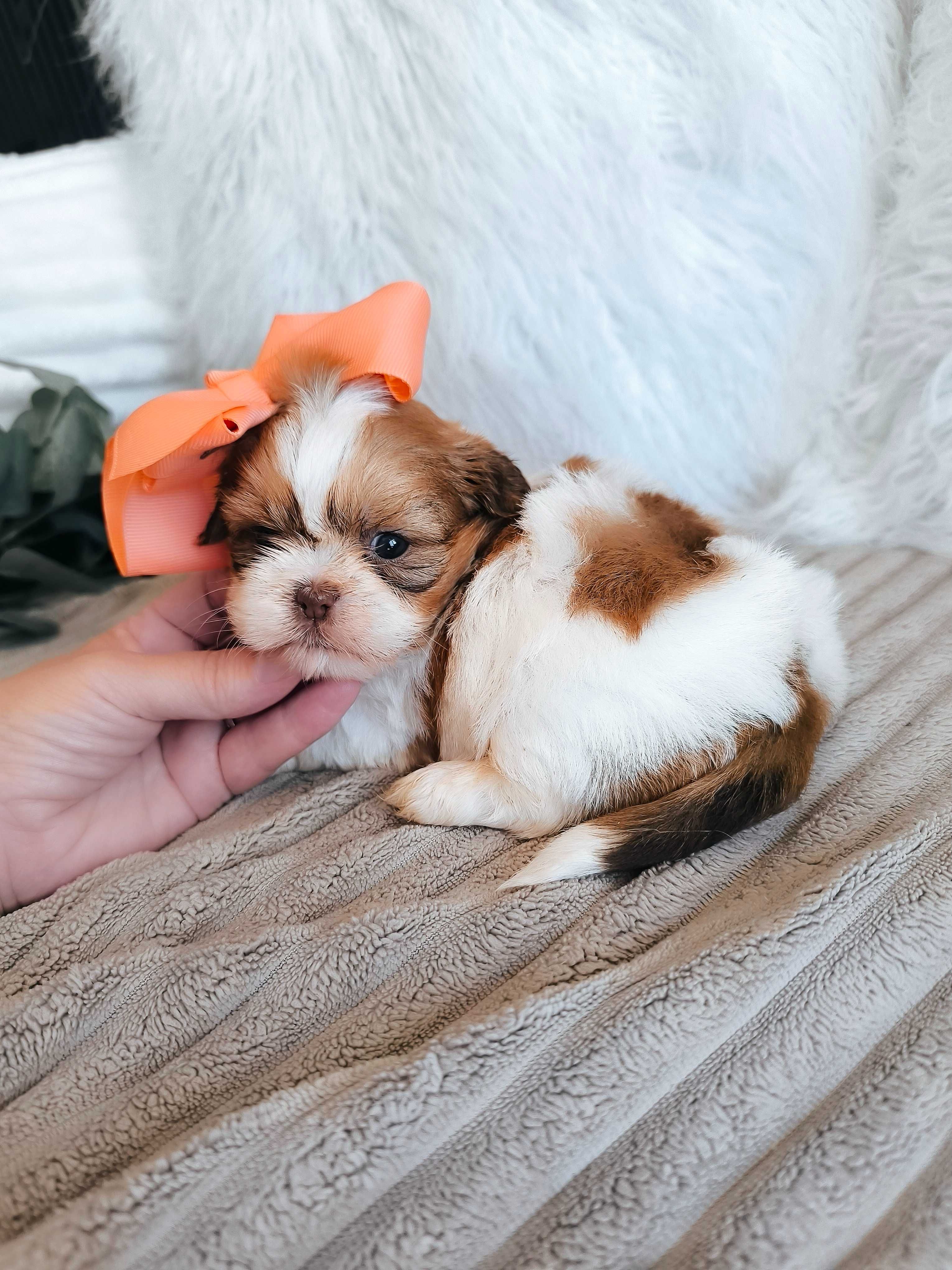 Shih-tzu. Mini. Menina bem tipado. Branco e Fígado Olhos claros. Top!