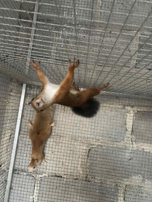 Wiewiórki japonskie samce