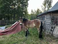 Ogier Zimnokrwisty 12 miesięcy