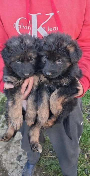 Sprzedam suczkę owczarka niemieckiego