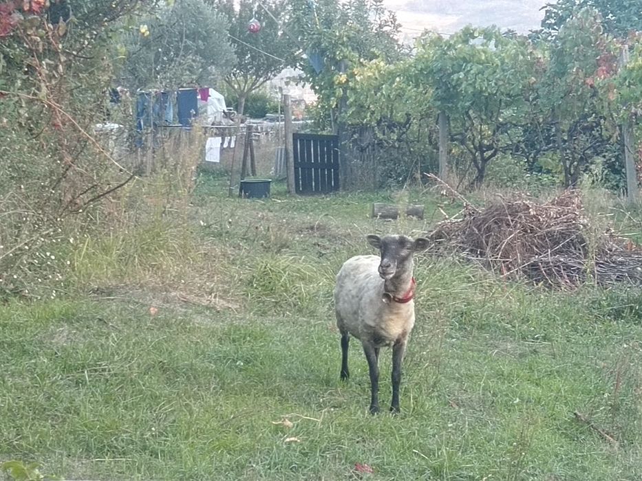 Borrega cruzada de sulfok