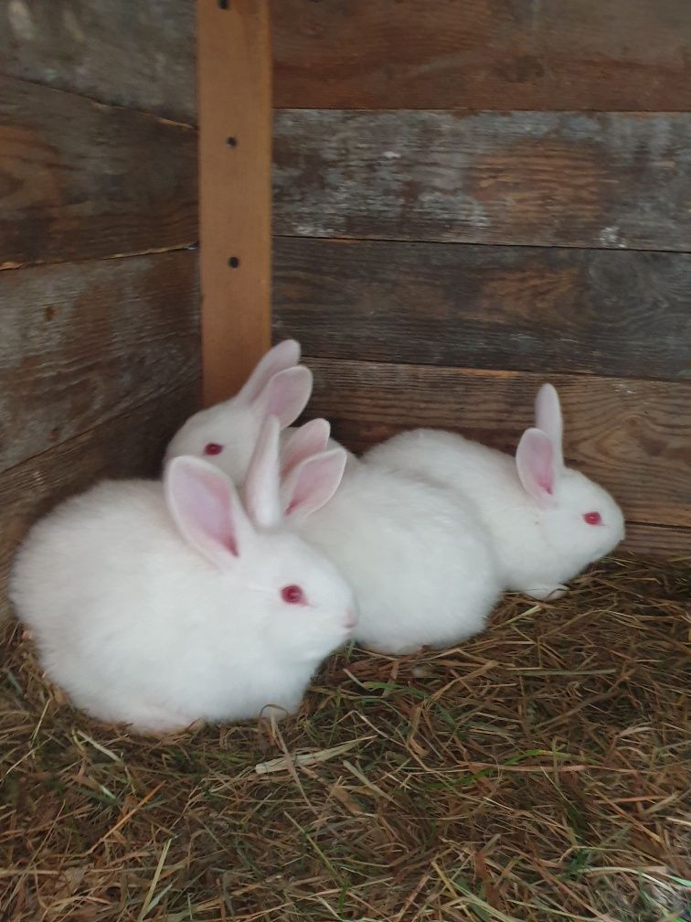 Królik króliki termondzki biały
