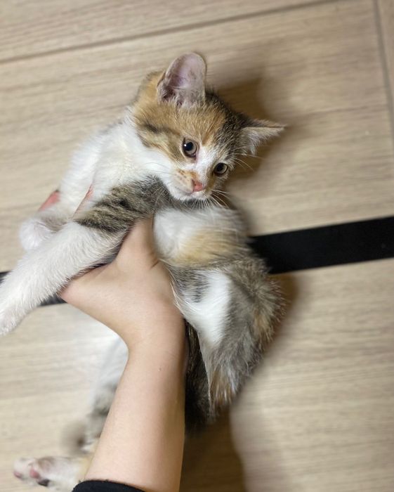 Котята( в хорошие руки)