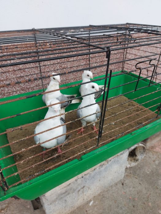 Gołębie ozdobne mewki